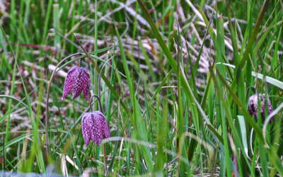 Critical Mass Seevetal